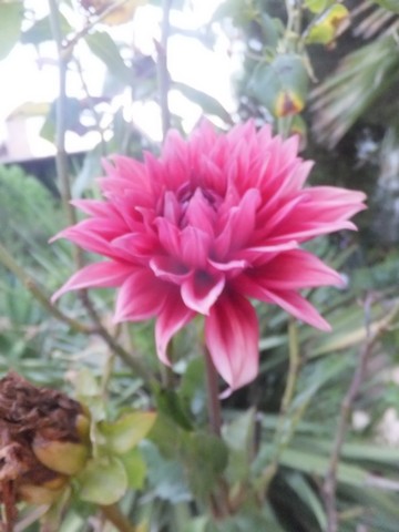 Name:  DSCF5074.jpg
Views: 376
Size:  49.9 KB