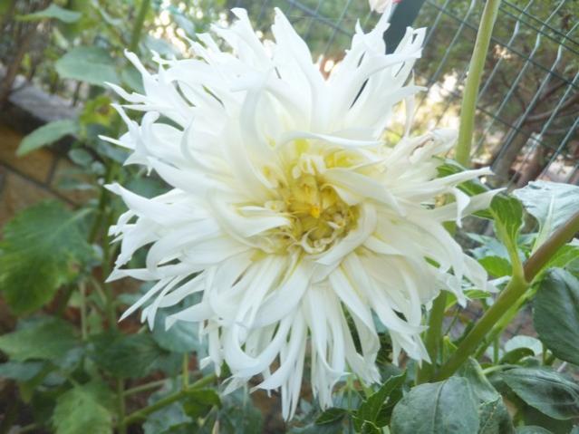 Name:  DSCF5006.jpg
Views: 390
Size:  45.3 KB