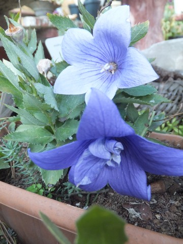 Name:  DSCF5001.jpg
Views: 394
Size:  62.6 KB