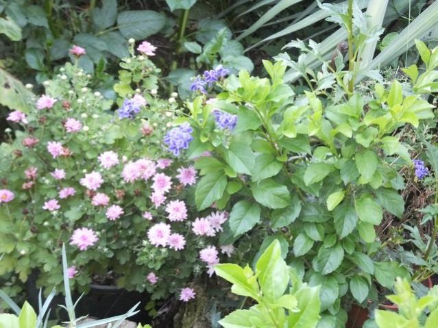 Name:  DSCF5009.jpg
Views: 392
Size:  66.8 KB