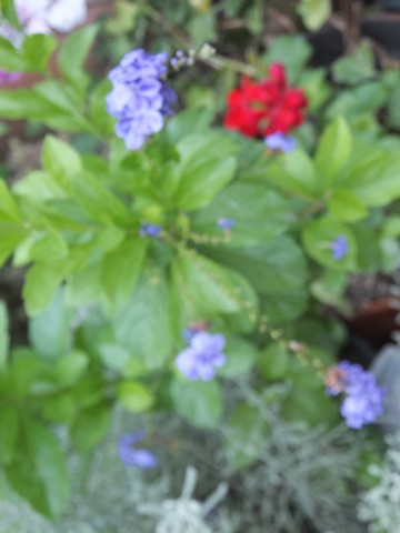 Name:  DSCF5011.jpg
Views: 393
Size:  43.0 KB