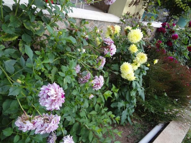 Name:  bir.jpg
Views: 597
Size:  70.7 KB