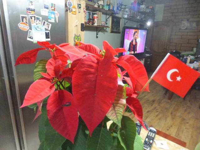 Name:  DSCF7208.jpg
Views: 370
Size:  43.5 KB