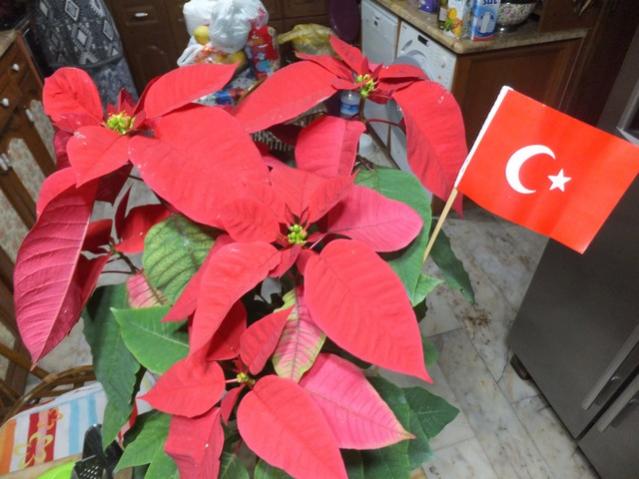 Name:  DSCF7209.jpg
Views: 370
Size:  45.7 KB