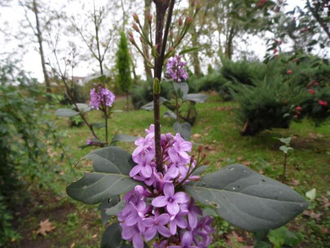Name:  049.jpg
Views: 566
Size:  53.6 KB