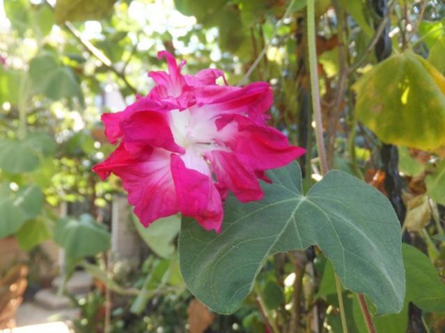 Name:  DSCF4992.jpg
Views: 356
Size:  42.3 KB