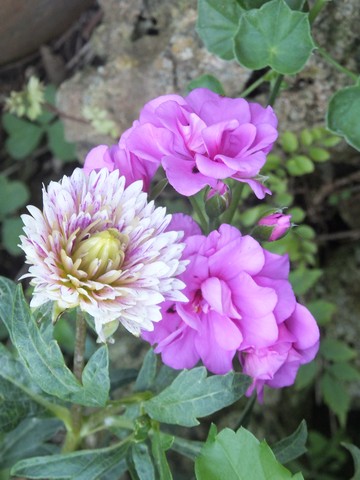 Name:  DSCF5012.jpg
Views: 336
Size:  59.8 KB