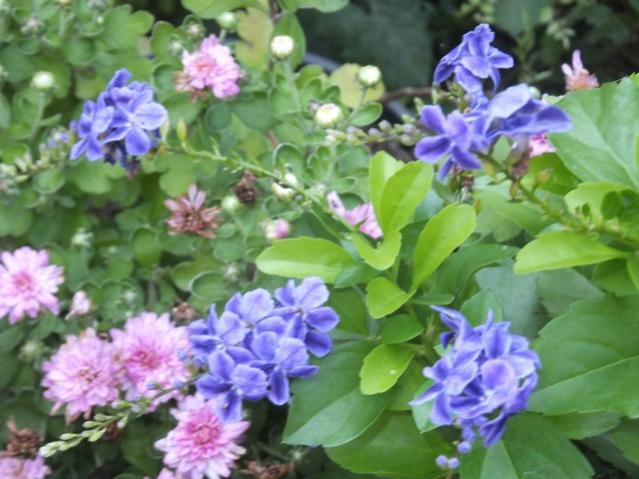 Name:  DSCF5013.jpg
Views: 341
Size:  48.5 KB