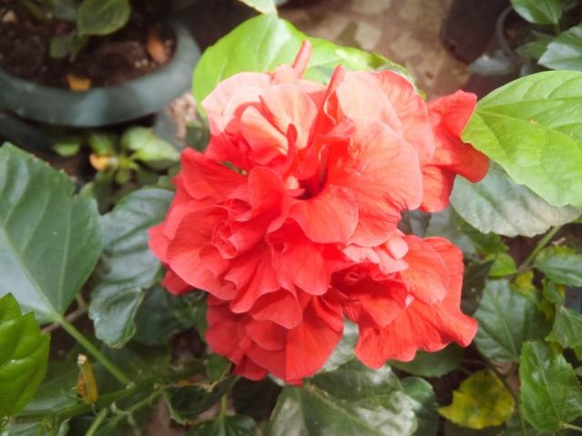Name:  DSCF5019.jpg
Views: 331
Size:  41.3 KB