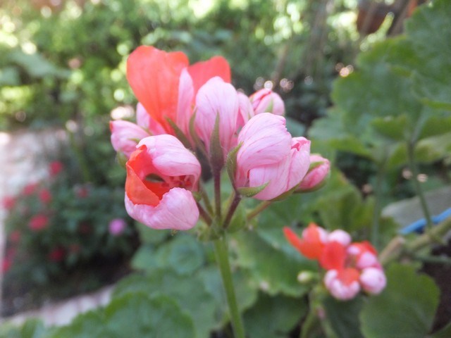 Name:  DSCF5035.jpg
Views: 338
Size:  65.6 KB