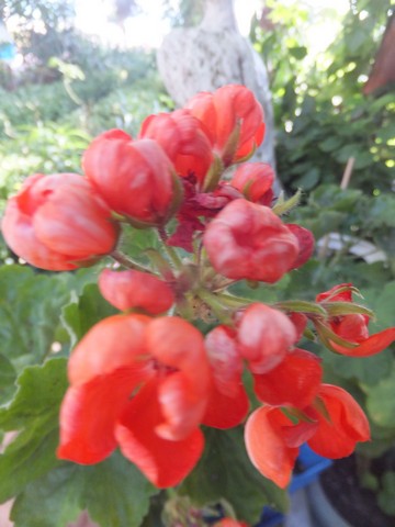 Name:  DSCF5036.jpg
Views: 337
Size:  50.8 KB