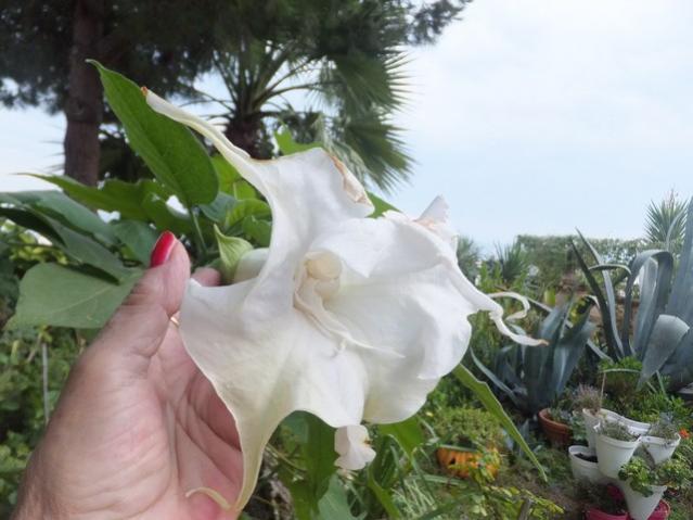 Name:  DSCF5058.jpg
Views: 342
Size:  41.7 KB