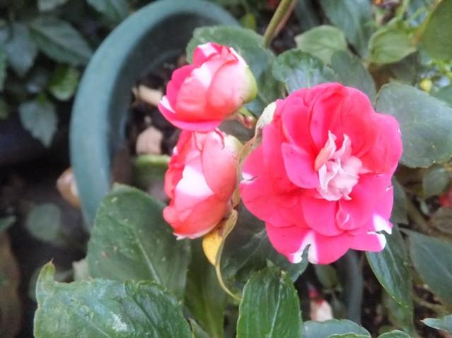 Name:  DSCF5079.jpg
Views: 339
Size:  37.6 KB