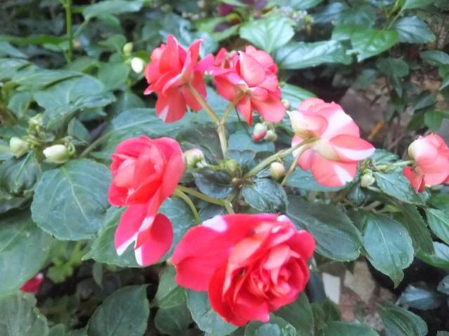 Name:  DSCF5080.jpg
Views: 340
Size:  47.7 KB