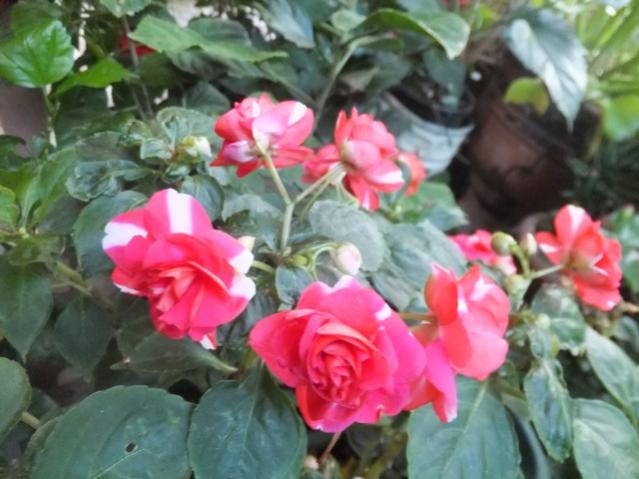 Name:  DSCF5081.jpg
Views: 325
Size:  45.2 KB