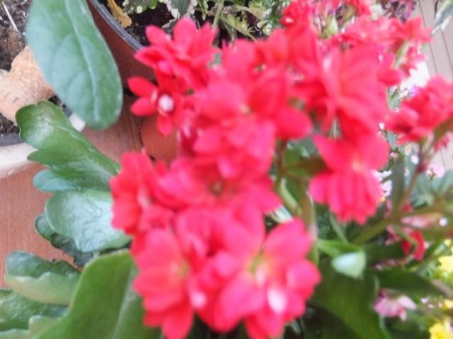 Name:  DSCF5093.jpg
Views: 319
Size:  38.7 KB