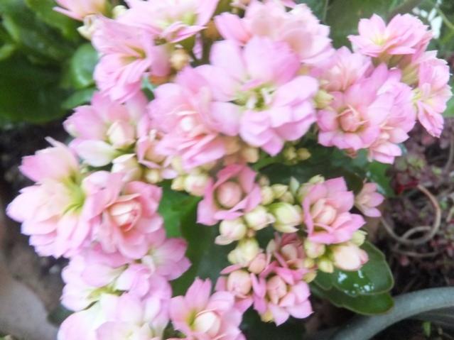 Name:  DSCF5097.jpg
Views: 327
Size:  41.4 KB