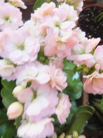 Name:  DSCF5099.jpg
Views: 330
Size:  46.7 KB