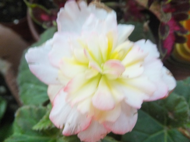 Name:  DSCF5102.jpg
Views: 321
Size:  56.0 KB