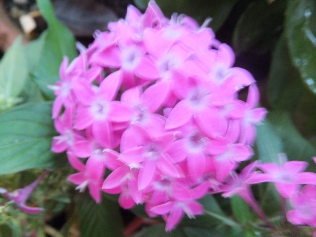 Name:  DSCF5104.jpg
Views: 316
Size:  67.7 KB