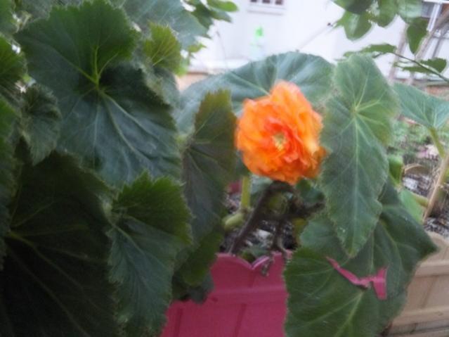 Name:  DSCF5107.jpg
Views: 315
Size:  33.6 KB