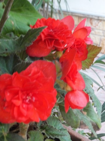 Name:  DSCF5109.jpg
Views: 329
Size:  50.7 KB