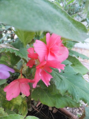 Name:  DSCF5111.jpg
Views: 322
Size:  52.4 KB