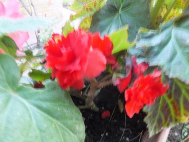 Name:  DSCF5112.jpg
Views: 328
Size:  36.6 KB