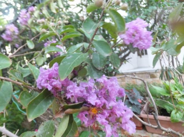 Name:  DSCF5115.jpg
Views: 336
Size:  54.5 KB