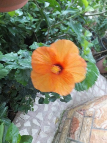 Name:  DSCF5119.jpg
Views: 314
Size:  55.4 KB