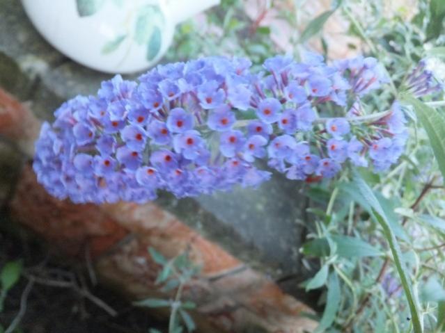 Name:  DSCF5121.jpg
Views: 319
Size:  40.4 KB