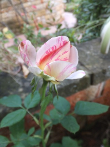 Name:  DSCF5131.jpg
Views: 298
Size:  44.6 KB