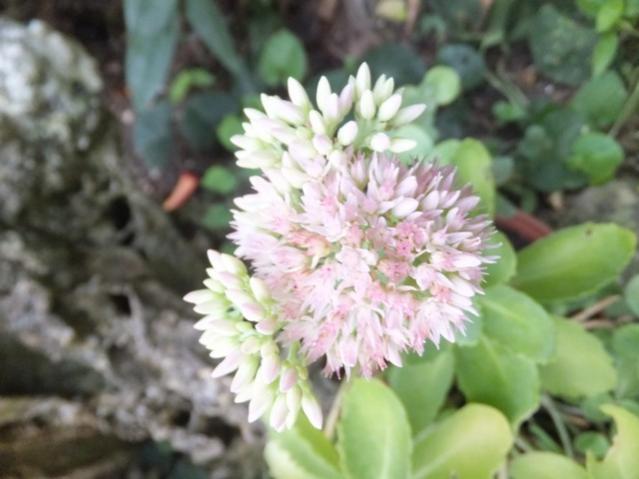 Name:  DSCF5148.jpg
Views: 302
Size:  37.2 KB
