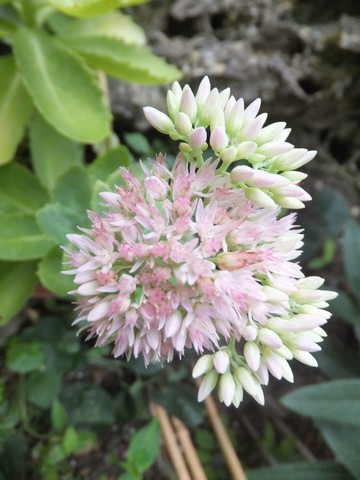 Name:  DSCF5149.jpg
Views: 302
Size:  55.7 KB