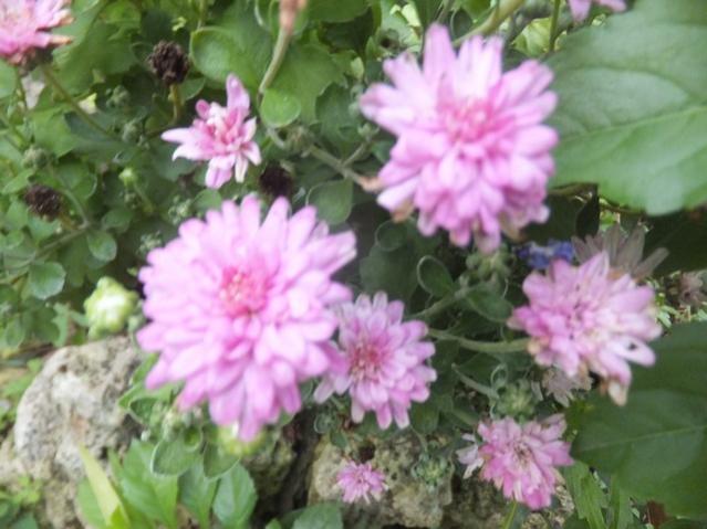 Name:  DSCF5146.jpg
Views: 287
Size:  44.9 KB
