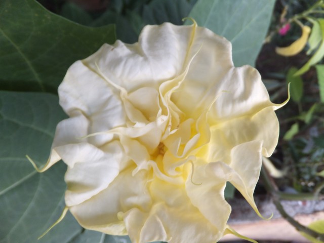 Name:  DSCF5239.jpg
Views: 479
Size:  60.7 KB