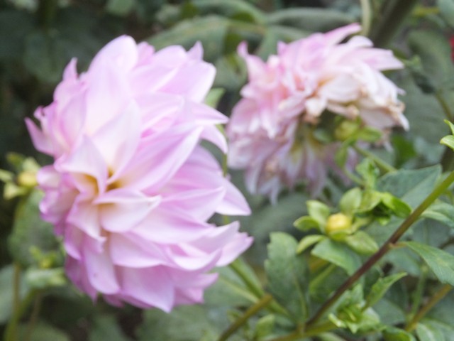 Name:  DSCF5244.jpg
Views: 486
Size:  62.3 KB