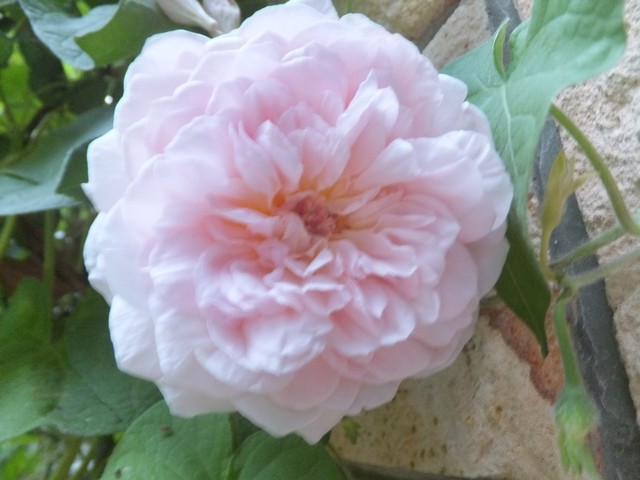 Name:  DSCF5246.jpg
Views: 477
Size:  69.6 KB