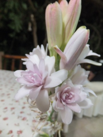 Name:  DSCF5250.jpg
Views: 495
Size:  41.1 KB