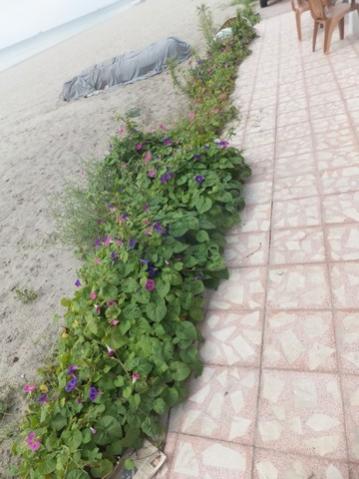 Name:  DSCF5255.jpg
Views: 474
Size:  30.1 KB