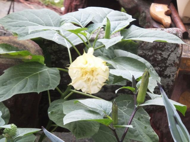Name:  DSCF5263.jpg
Views: 484
Size:  49.7 KB