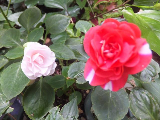 Name:  DSCF5278.jpg
Views: 528
Size:  44.1 KB