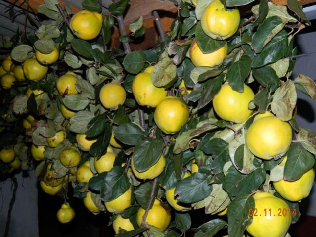 Name:  Resim 709.jpg
Views: 1884
Size:  58.5 KB