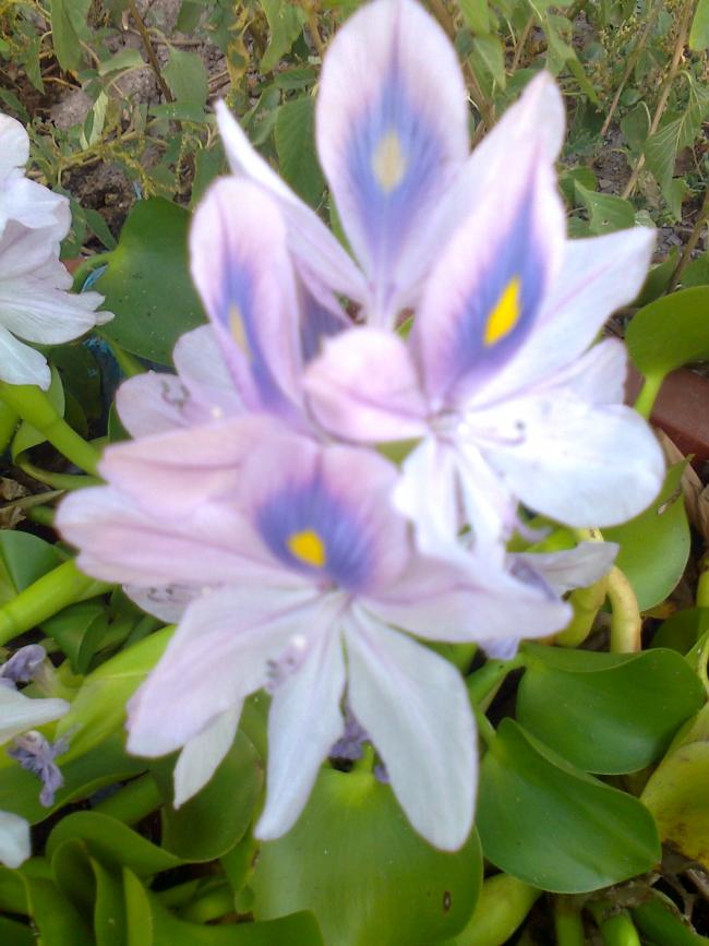 Name:  Fotoraf1666.jpg
Views: 300
Size:  67.0 KB
