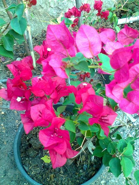 Name:  Fotoraf1674.jpg
Views: 305
Size:  76.5 KB
