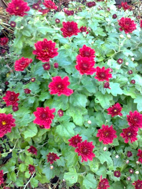 Name:  Fotoraf1692.jpg
Views: 477
Size:  79.3 KB