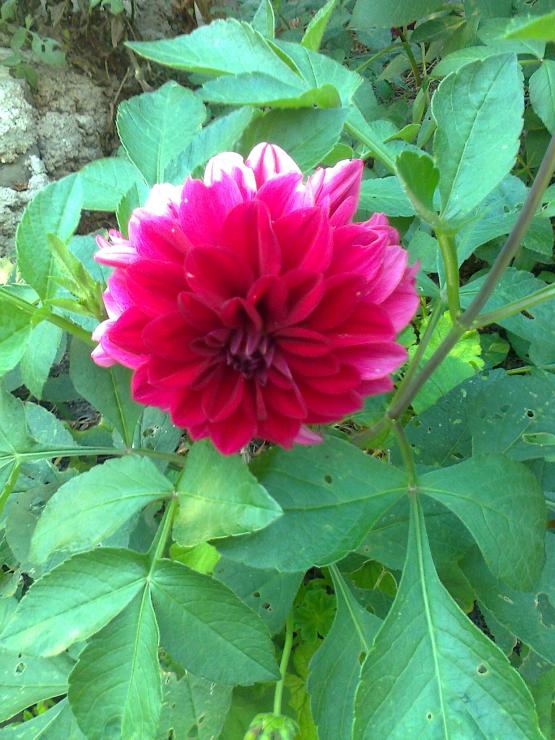 Name:  Fotoraf1681.jpg
Views: 455
Size:  73.7 KB