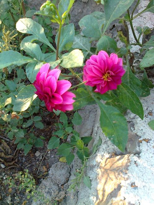 Name:  Fotoraf1682.jpg
Views: 444
Size:  76.5 KB