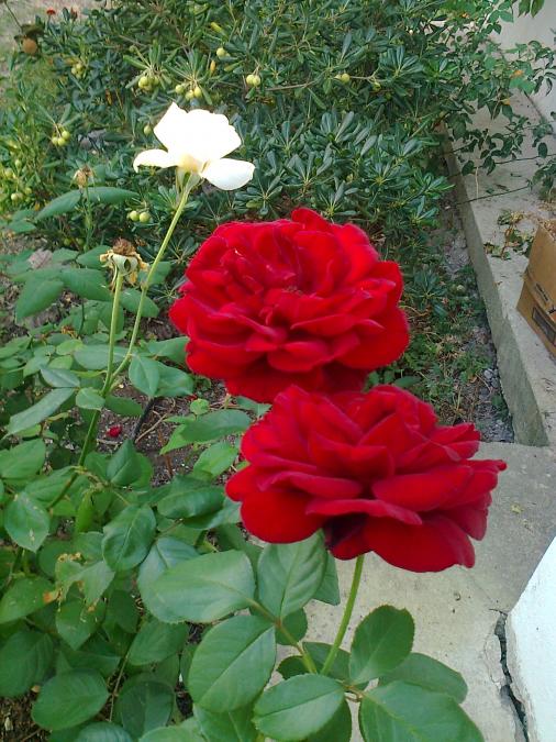 Name:  Fotoraf1671.jpg
Views: 505
Size:  75.3 KB