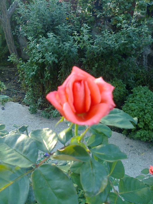 Name:  Fotoraf1677.jpg
Views: 468
Size:  73.8 KB